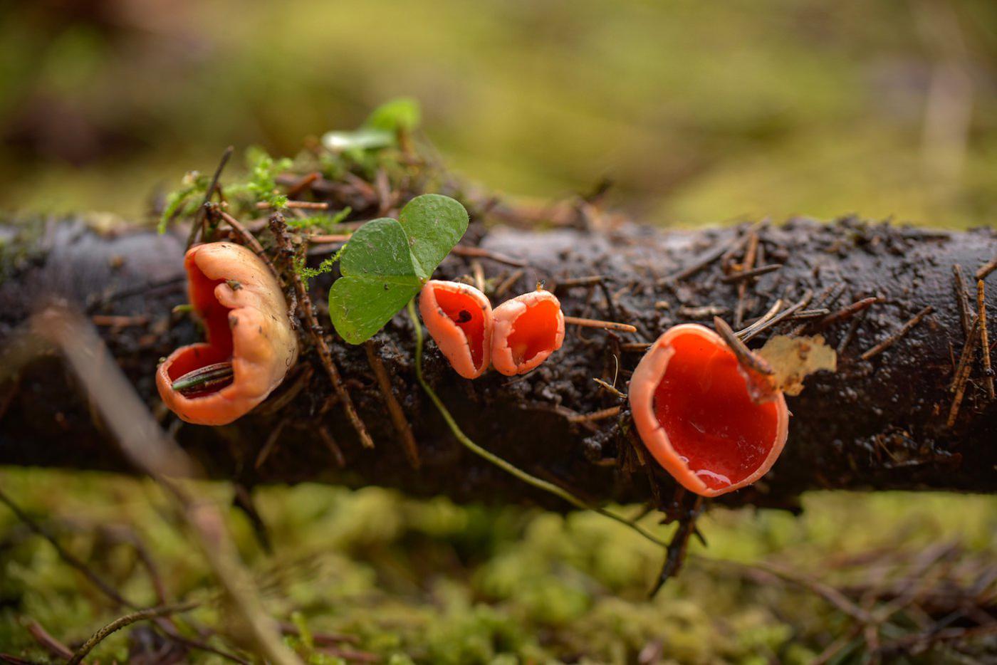 Биолог Глазков: первые грибы в столичном регионе появятся через 1,5 недели