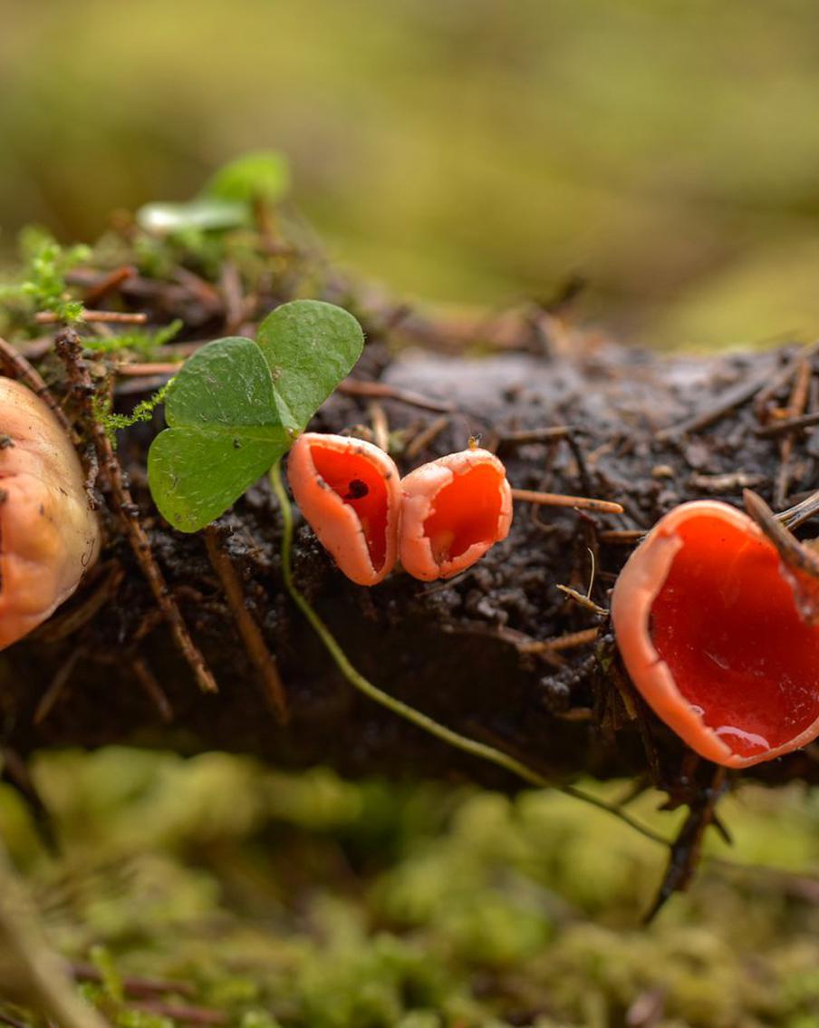 Биолог Глазков: первые грибы в столичном регионе появятся через 1,5 недели. В Москве ожидается богатый урожай весенних грибов благодаря высокой влажности