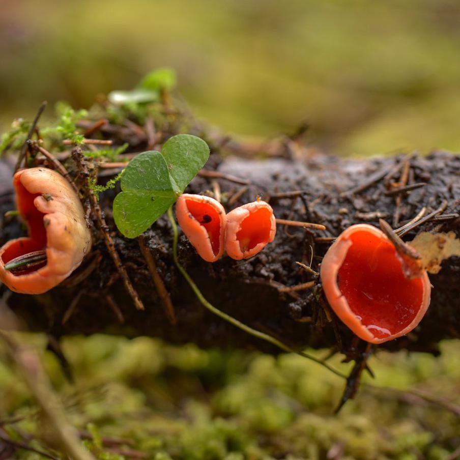 Биолог Глазков: первые грибы в столичном регионе появятся через 1,5 недели. В Москве ожидается богатый урожай весенних грибов благодаря высокой влажности