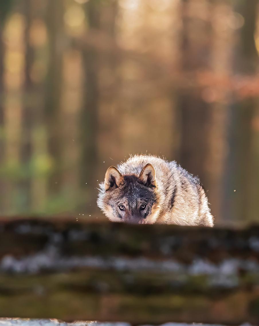 Власти опровергли слухи о нашествии волков в Подмосковье. После сообщений в СМИ о росте числа хищников в Московской области власти региона разъяснили ситуацию. По официальным данным, в лесах Подмосковья постоянно обитает лишь около десятка волков