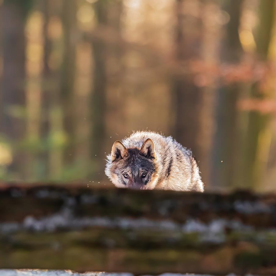 Власти опровергли слухи о нашествии волков в Подмосковье. После сообщений в СМИ о росте числа хищников в Московской области власти региона разъяснили ситуацию. По официальным данным, в лесах Подмосковья постоянно обитает лишь около десятка волков