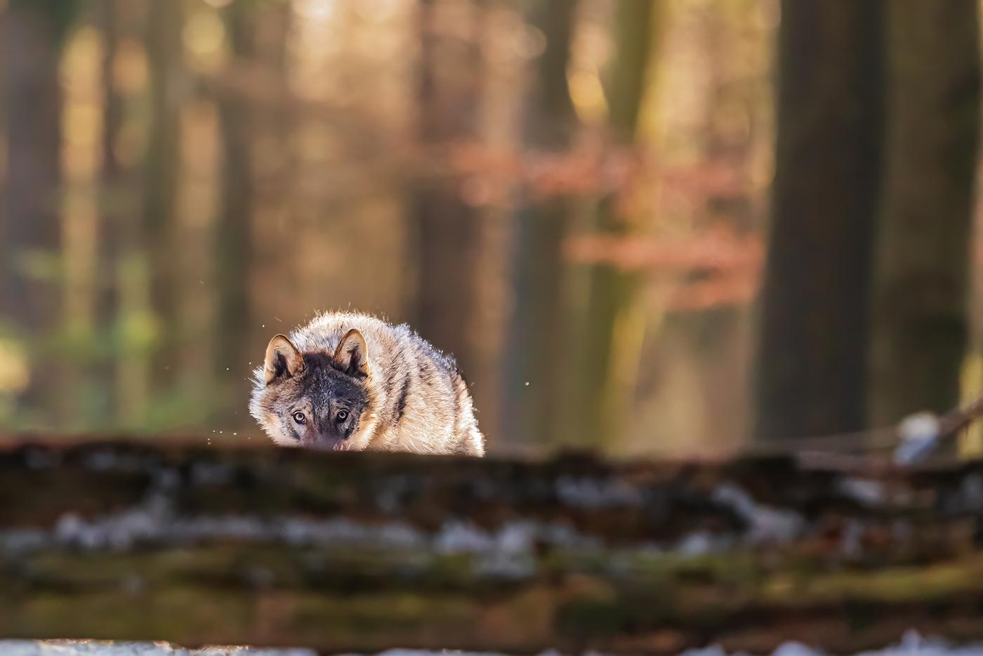 Почему в Подмосковье иногда замечают волков