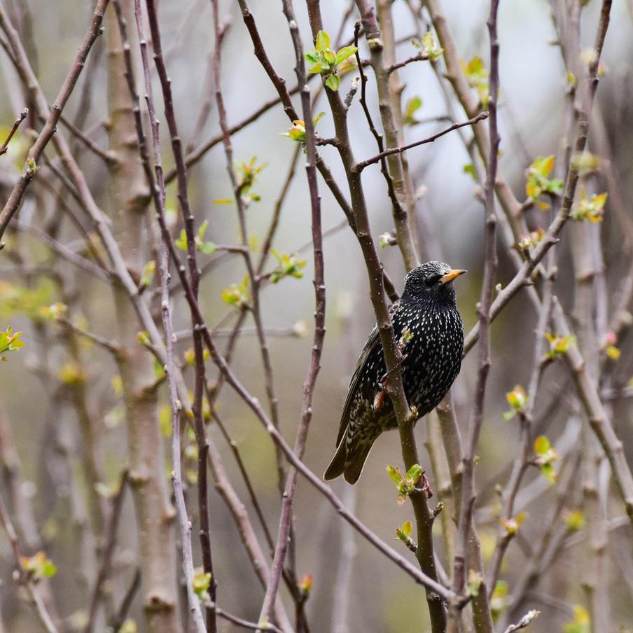 Весна официально наступила: в парк Горького вернулись скворцы. Пернатые вестники тепла дали старт весеннему сезону в столице. Орнитологи парка заметили первых скворцов, которые уже распевают свои сложные трели