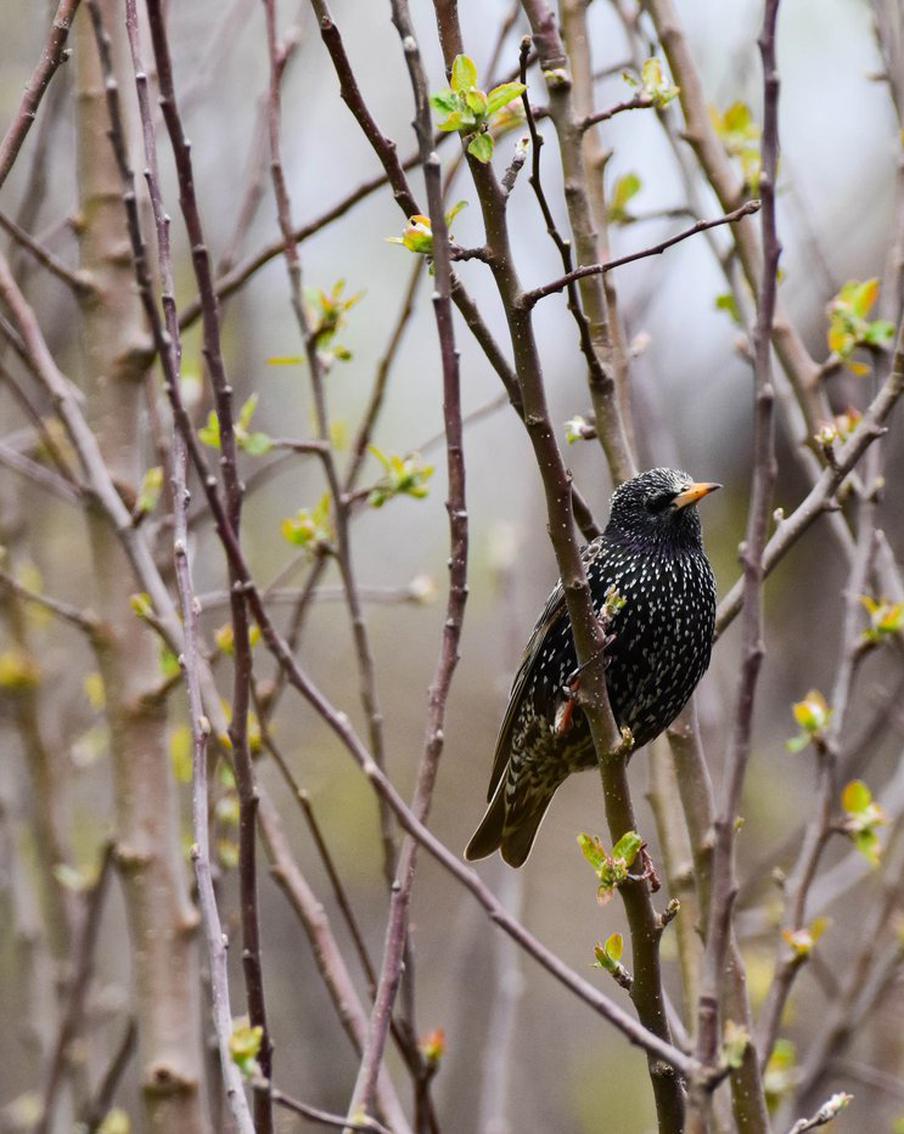 Весна официально наступила: в парк Горького вернулись скворцы. Пернатые вестники тепла дали старт весеннему сезону в столице. Орнитологи парка заметили первых скворцов, которые уже распевают свои сложные трели