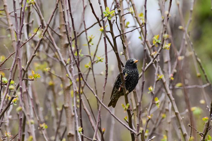 Настоящая весна: в парк Горького прилетели скворцы