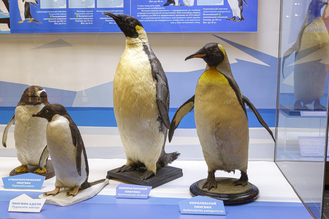 Самыми крупными являются императорские пингвины – их рост может достигать 150 см, а вес колеблется от 22 до 45 кг.