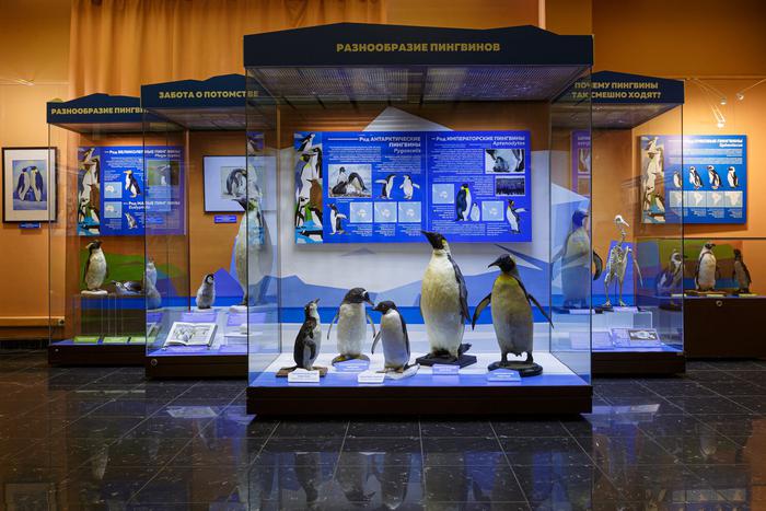 В столичном музее рассказали про эволюцию пингвинов: пережили динозавров и научились плавать