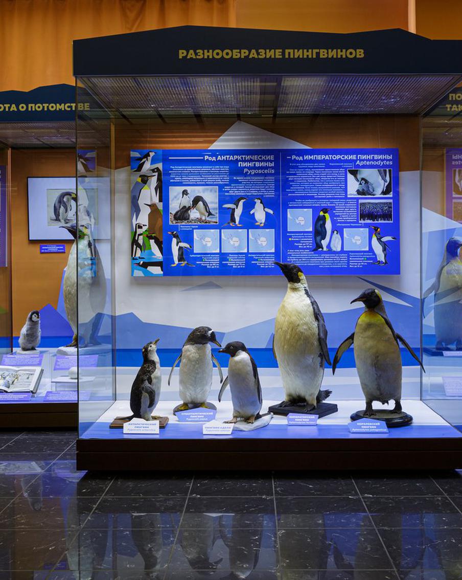 В столичном музее рассказали про эволюцию пингвинов: пережили динозавров и научились плавать