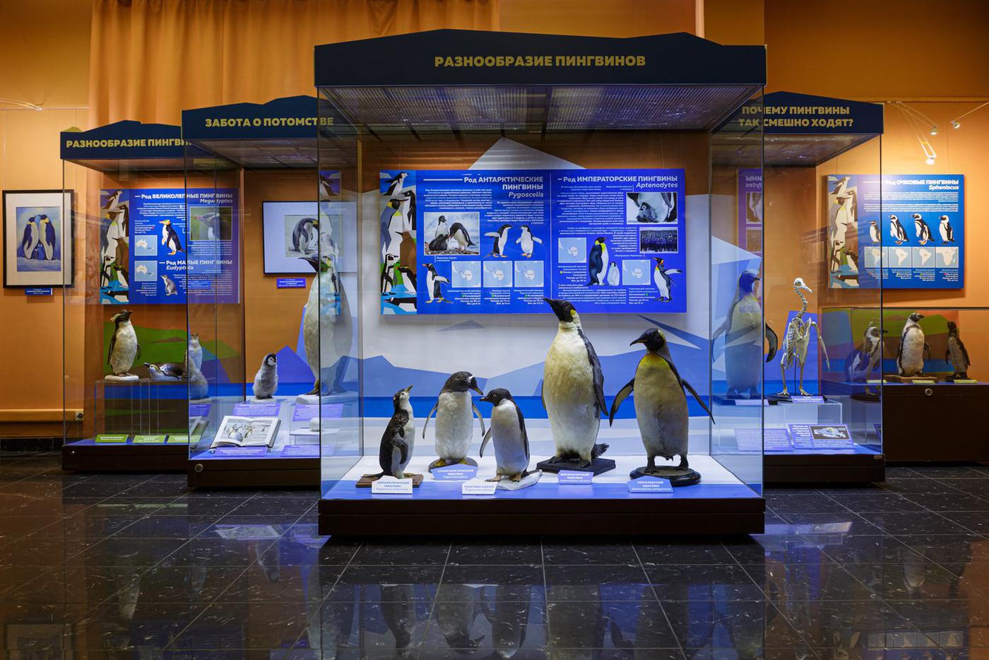 В столичном музее рассказали про эволюцию пингвинов: пережили динозавров и научились плавать