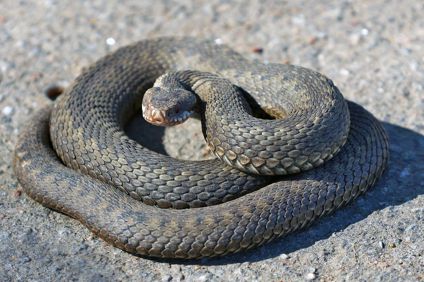 Эксперт рассказал, когда змеи в ЦФО выйдут из зимовки
