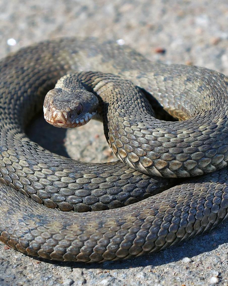 Эксперт рассказал, когда змеи в ЦФО выйдут из зимовки