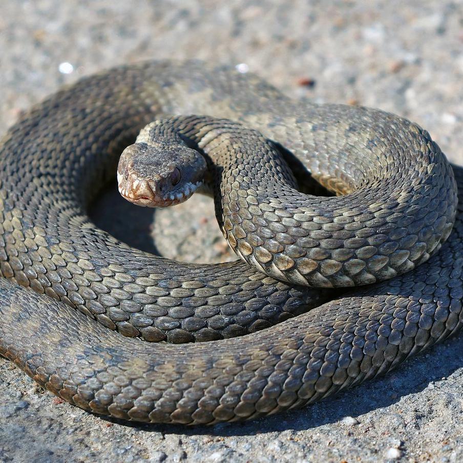 Биолог назвал сроки появления змей после зимней спячки в России. Специалист рассказал, когда пресмыкающиеся начинают выходить из зимних убежищ в центральных регионах страны. Всё зависит от погоды, появления проталин и прогрева почвы