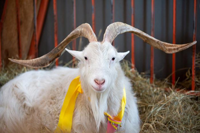 Московские Иваны пришли на поклон к козлу: на ВДНХ отпраздновали день рождения козла-долгожителя