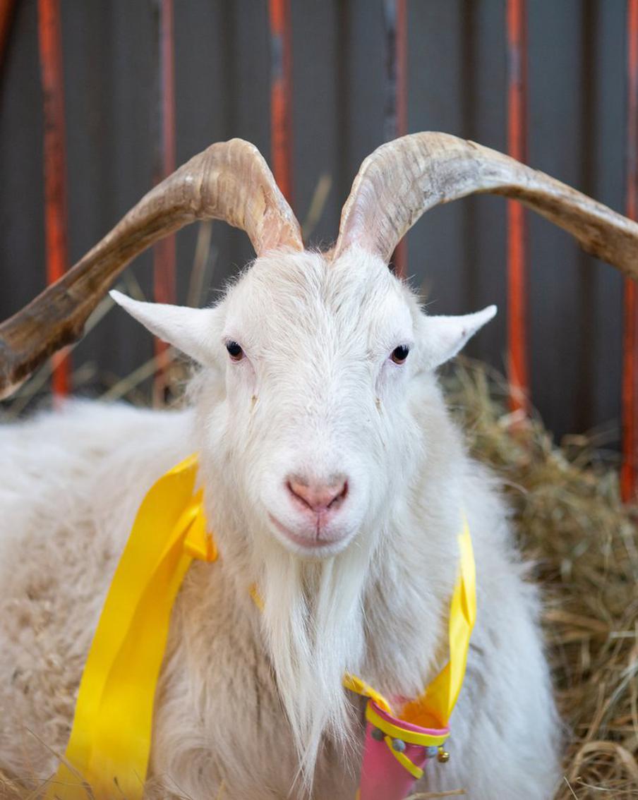 Московские Иваны пришли на поклон к козлу: на ВДНХ отпраздновали день рождения козла-долгожителя