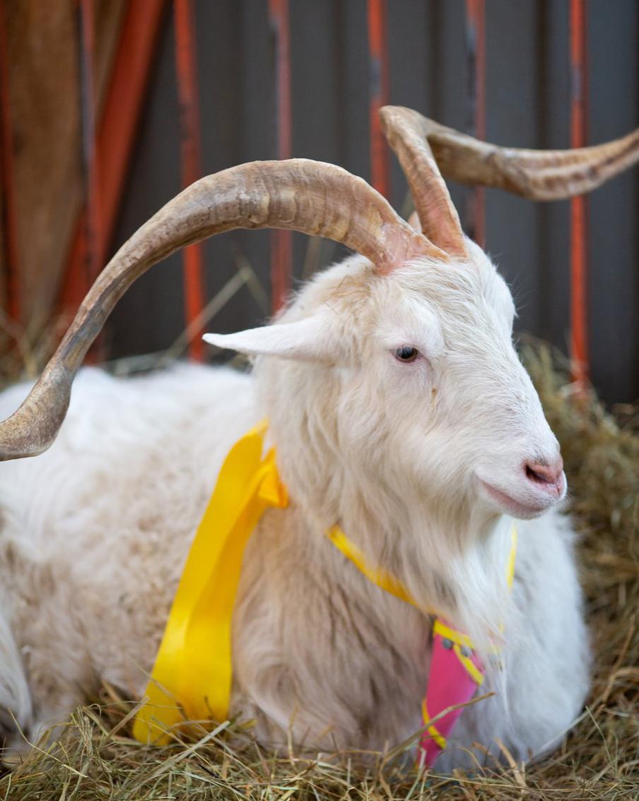 Интересно, что когда-то спонсором Ивана, который оплачивал некоторые расходы по уходу за козлом, был некий Иван Козлов. У человека явно было хорошее чувство юмора.