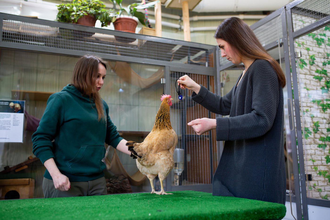 Курочка без лишних слов знает, что делать с мишенью