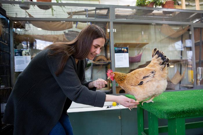 Даёт лапу и различает цвета: что может курица-интеллектуалка по имени Белка