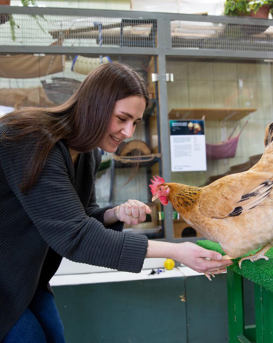 Даёт лапу и различает цвета: что может курица-интеллектуалка по имени Белка