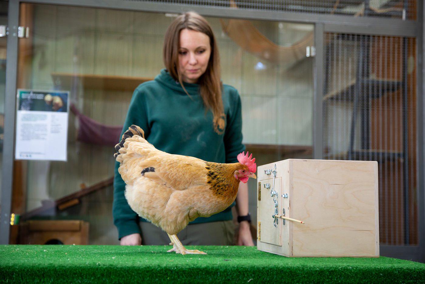 Открывать замки – самое сложное задание, но и оно Белке по силам 
