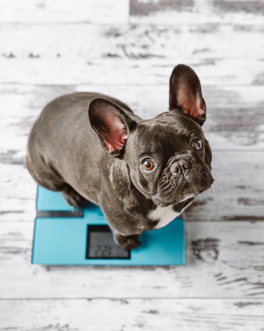 Вовсе не "милая булочка": чем опасен лишний вес у собак