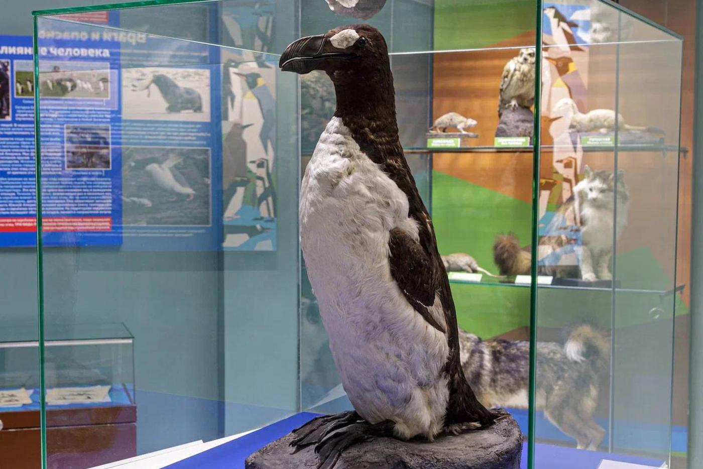 Редчайший экспонат, в мире всего 78 чучел