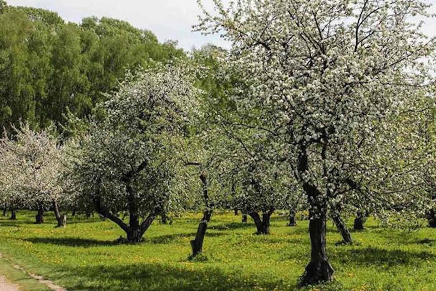 Яснополянские сады.