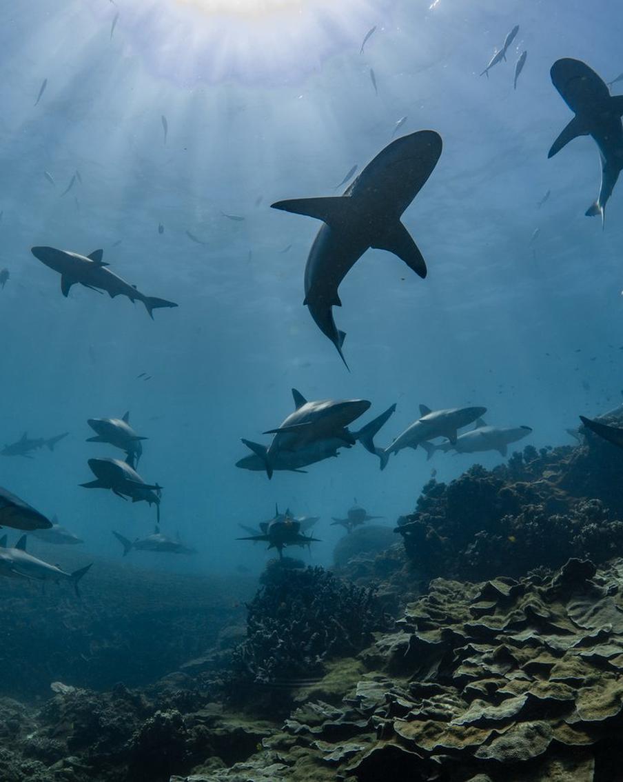 Исследование: самые кровожадные акулы в мире умеют дружить