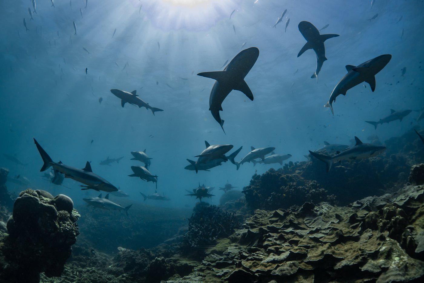Исследование: самые кровожадные акулы в мире умеют дружить