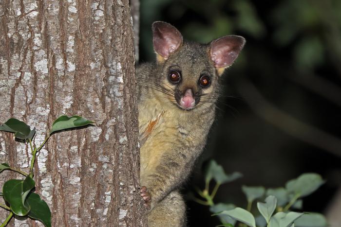 Свой среди плюшевых: в аэропорту Хобарта нашли живого поссума на витрине