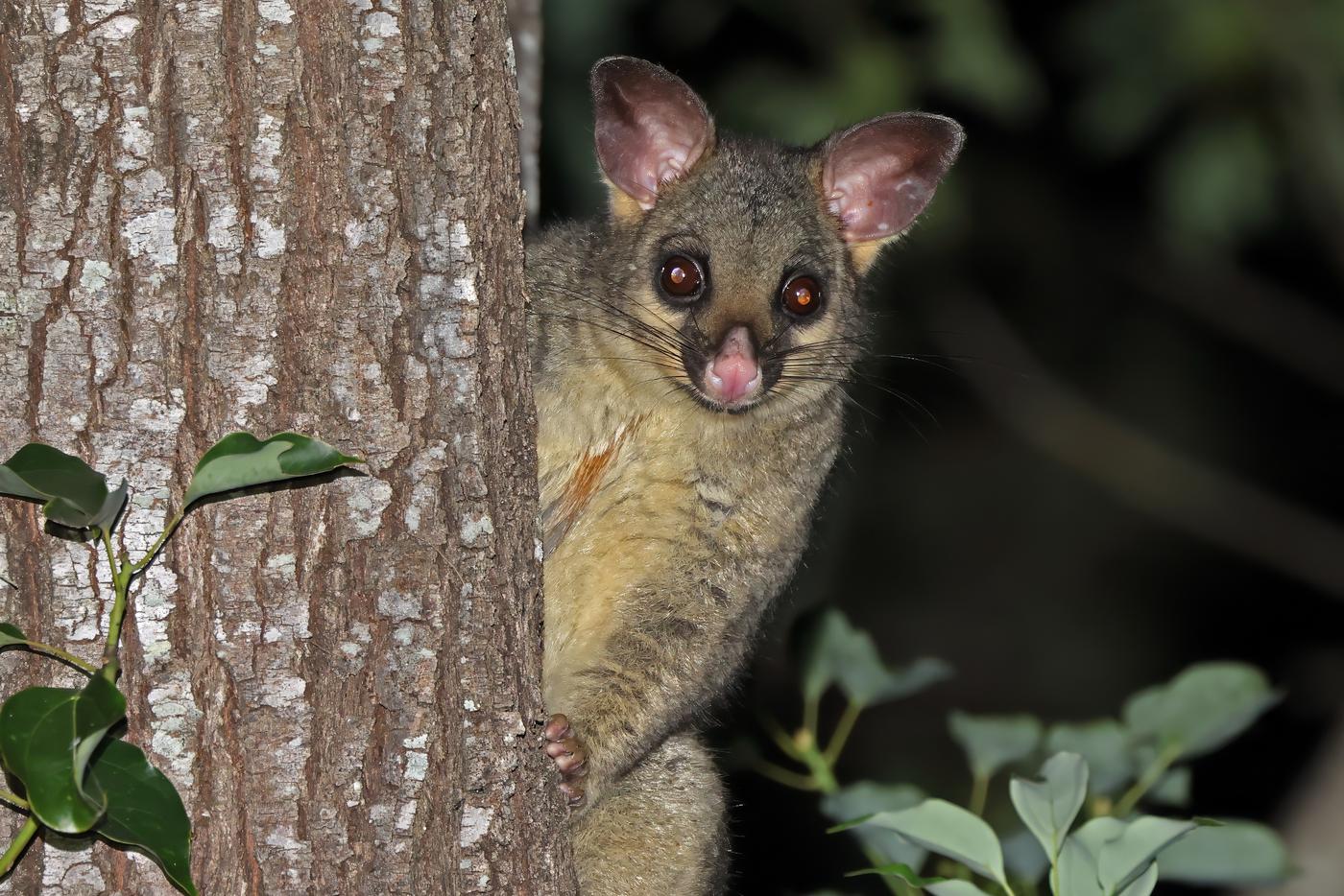Свой среди плюшевых: в аэропорту Хобарта нашли живого поссума на витрине