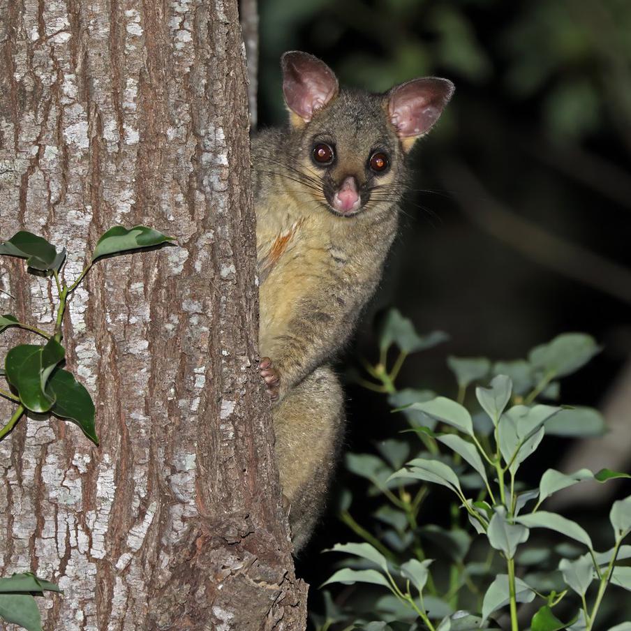 В аэропорту австралийского Хобарта поссум спрятался среди игрушек на полке. Пассажир, заглянувший в сувенирный магазин аэропорта Хобарта, обнаружил среди плюшевых кенгуру и динго живого поссума. Зверёк чувствовал себя как дома и даже не думал убегать
