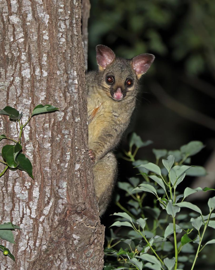 В аэропорту австралийского Хобарта поссум спрятался среди игрушек на полке. Пассажир, заглянувший в сувенирный магазин аэропорта Хобарта, обнаружил среди плюшевых кенгуру и динго живого поссума. Зверёк чувствовал себя как дома и даже не думал убегать