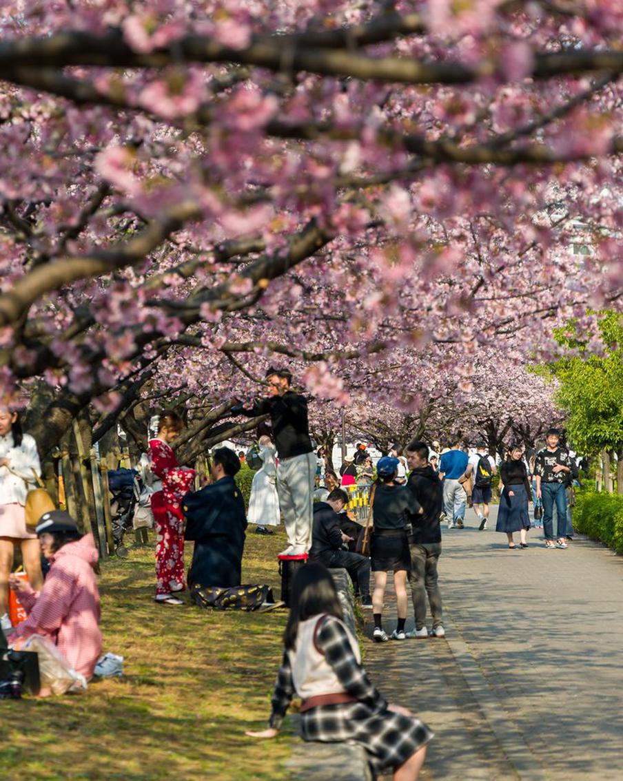 В Токио официально объявили о начале цветения сакуры. На эталонном дереве в храме Ясукуни распустилось пять бутонов — этого достаточно, чтобы метеорологическое управление Японии дало старт сезону. В этом году весна в столицу пришла на пять дней раньше.