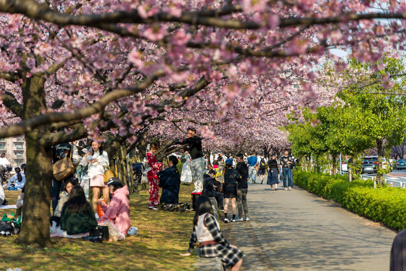 Весна пришла раньше: в столице Японии зацвела сакура