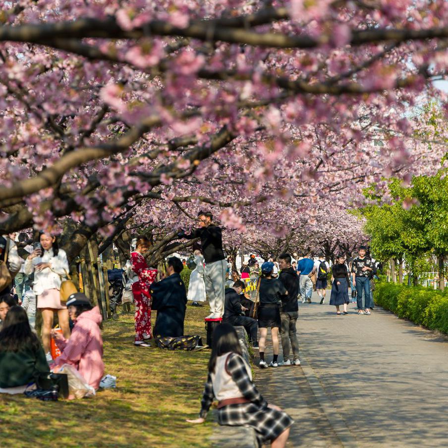 В Токио официально объявили о начале цветения сакуры. На эталонном дереве в храме Ясукуни распустилось пять бутонов — этого достаточно, чтобы метеорологическое управление Японии дало старт сезону. В этом году весна в столицу пришла на пять дней раньше.