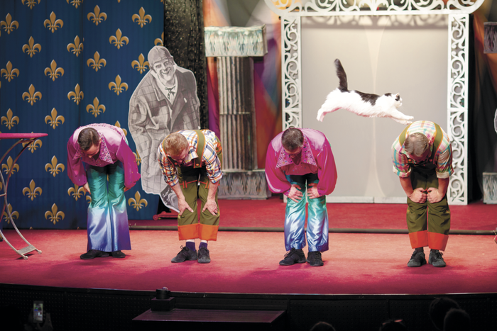 Спасённые кошки Донбасса стали звёздами Театра Куклачёва