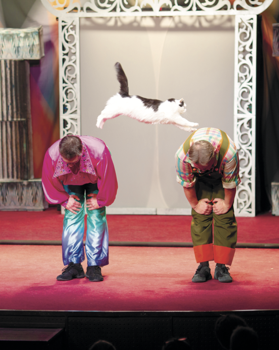 Спасённые кошки Донбасса стали звёздами Театра Куклачёва