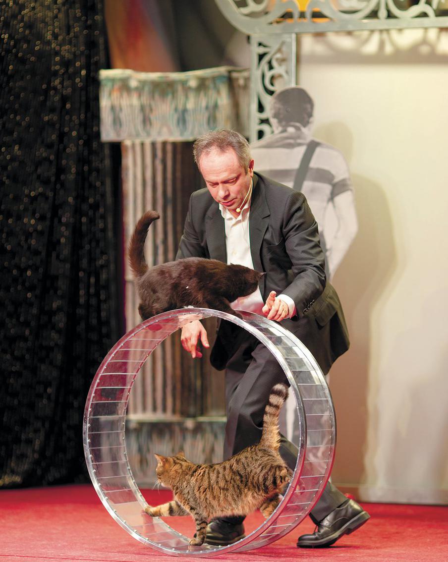 Холли – кошка с тёмным окрасом – впервые вышла на сцену перед зрительской аудиторией