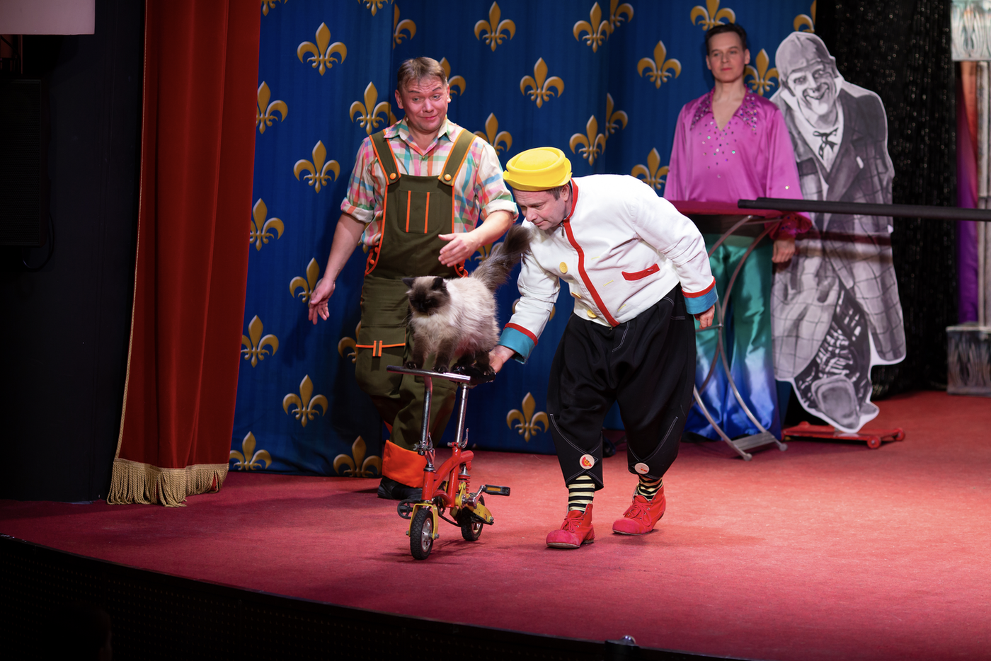 Кошка и самокат освоила