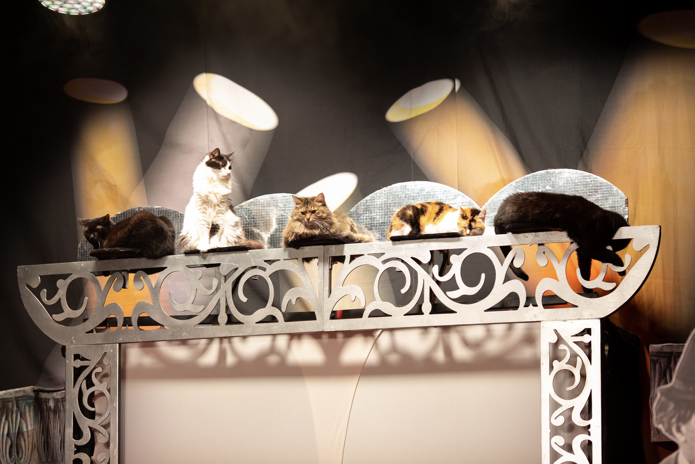 Пушистые герои