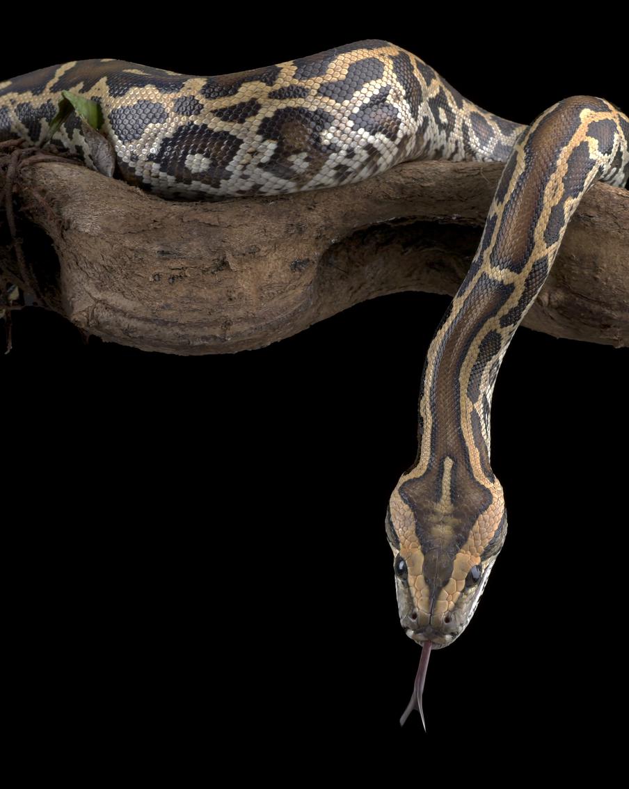 Лекарство от ожирения нашли в крови питонов – и без побочных эффектов. Учёные обнаружили у питонов молекулу, которая подавляет аппетит у мышей и заставляет их терять вес. В отличие от известных препаратов, она не вызывает тошноты и болей в животе