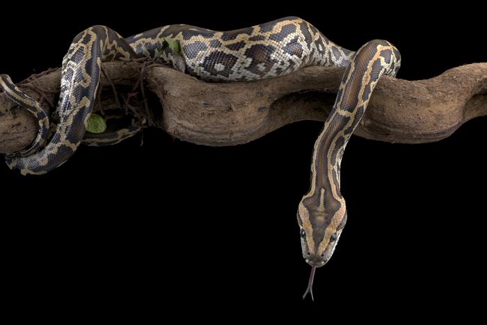 Как питоны помогут в борьбе с лишним весом: открытие американских биологов