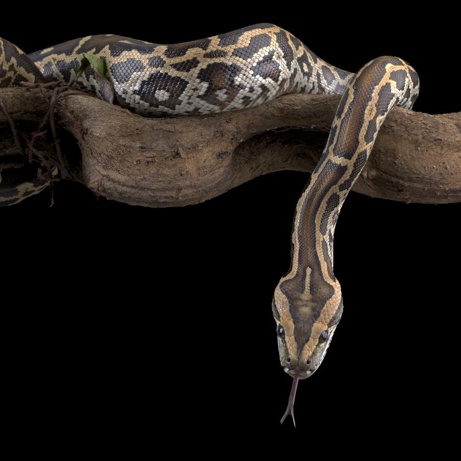 Лекарство от ожирения нашли в крови питонов – и без побочных эффектов. Учёные обнаружили у питонов молекулу, которая подавляет аппетит у мышей и заставляет их терять вес. В отличие от известных препаратов, она не вызывает тошноты и болей в животе