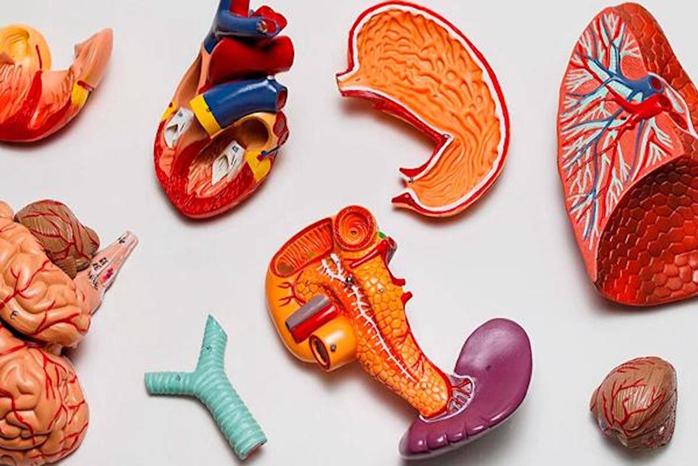 Занятие поможет лучше понимать медицину