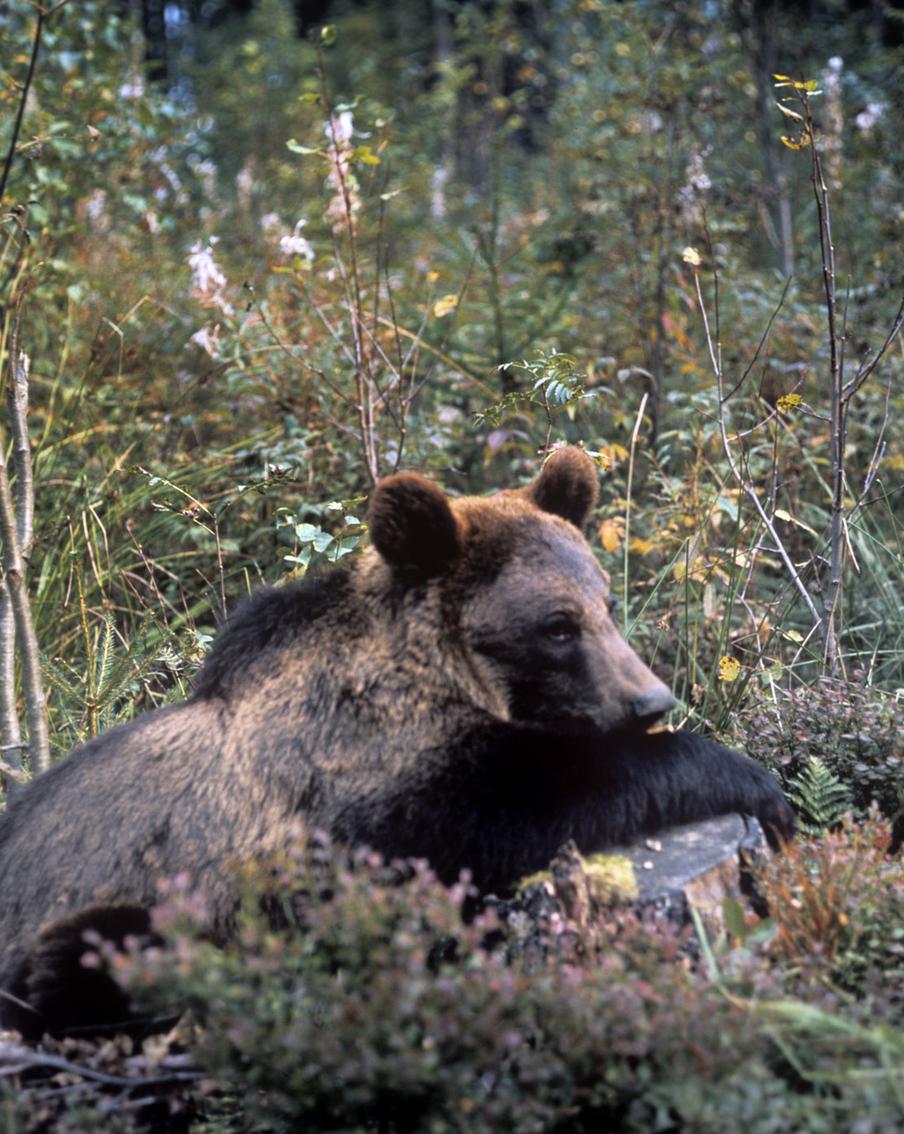 "Охота запрещена": медведей в столичном регионе стало больше в пять раз