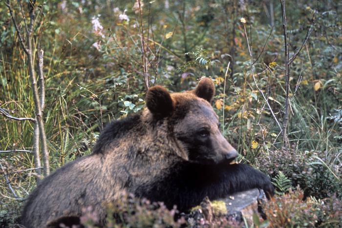 "Охота запрещена": медведей в столичном регионе стало больше в пять раз