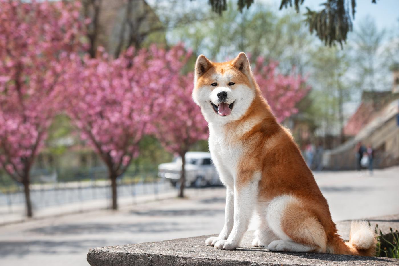 Как выбрать собаку и при чём тут мода: советы кинологов и главные ошибки