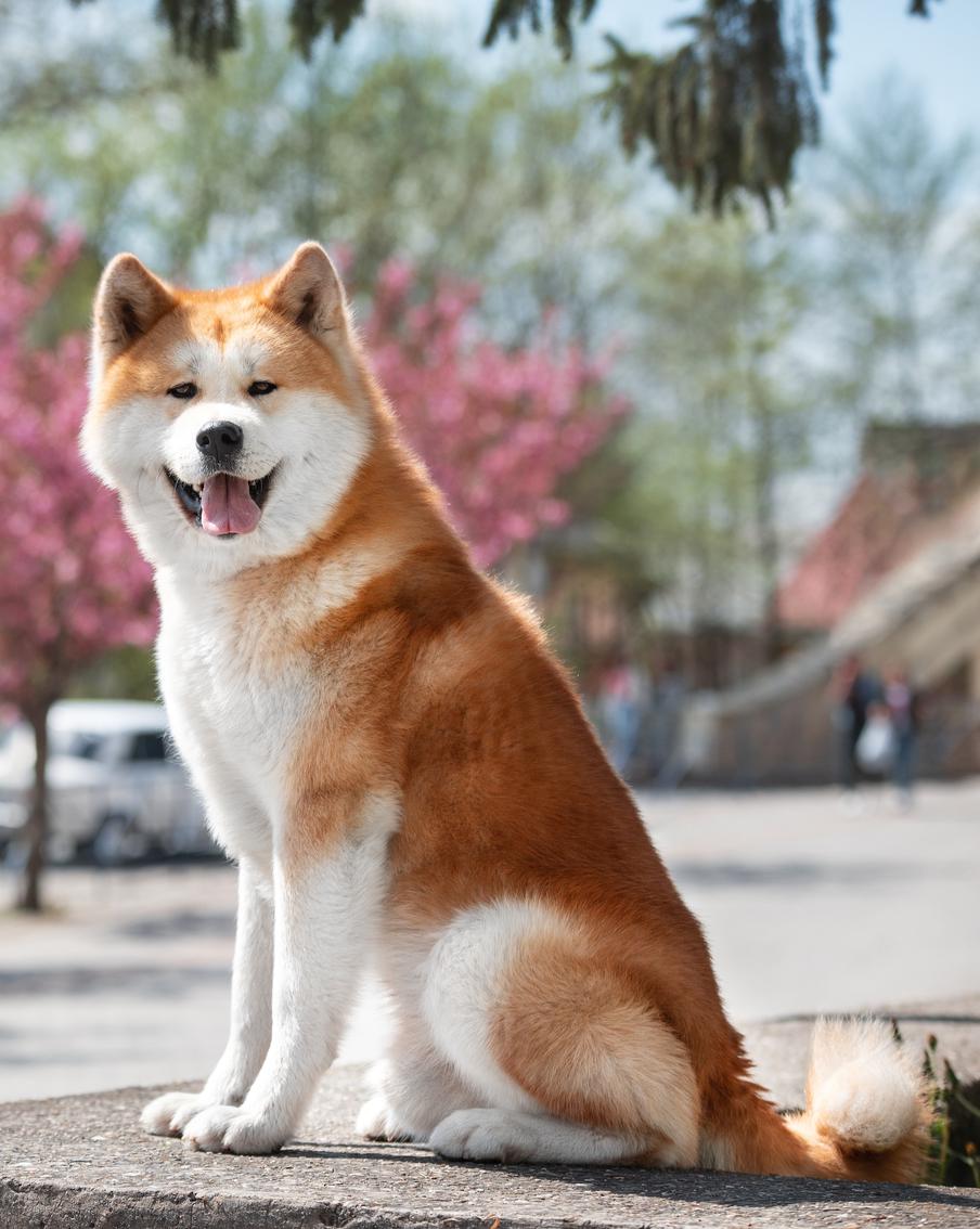 Модные породы собак: чем опасен выбор питомца по трендам