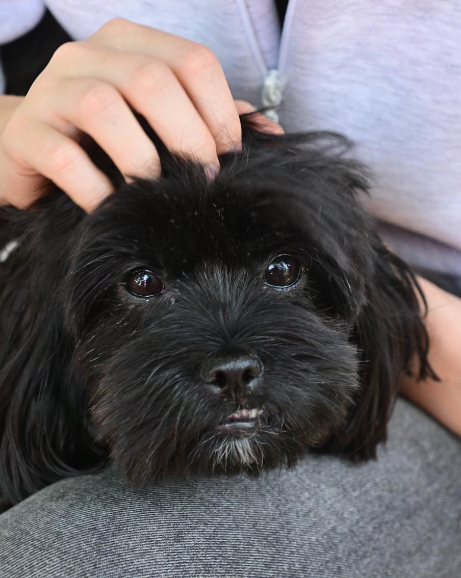 Сервис "Моспитомец" собрал самые интересные анкеты животных ко Дню щенков