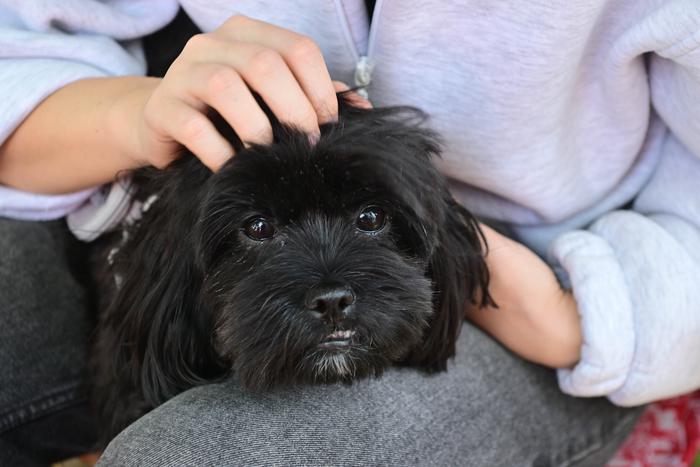 Сервис "Моспитомец" собрал самые интересные анкеты животных ко Дню щенков